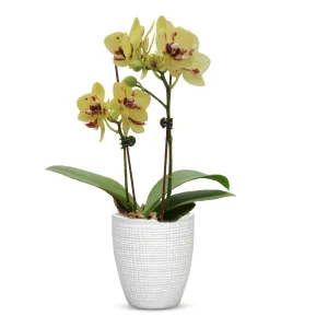 ELEGANTE: Corteza - European Style Small Flower Pot Panna White (5.5"H.)