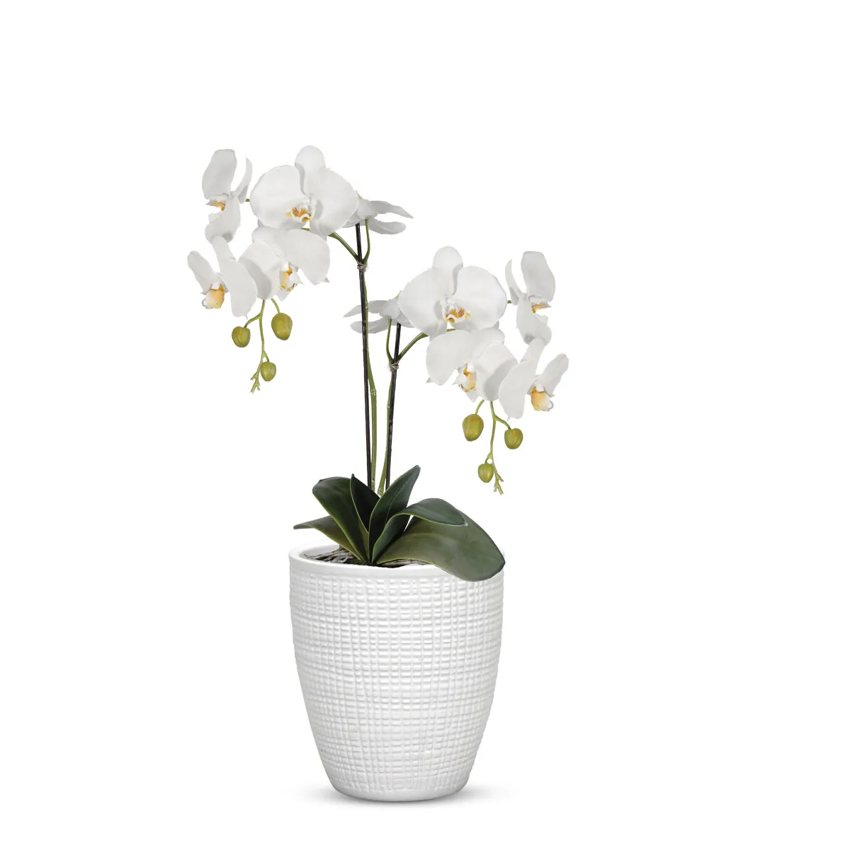 ELEGANTE: Corteza - European Style Small Flower Pot Panna White (5.5"H.)