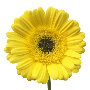 Happy Mini Gerbera Daisies