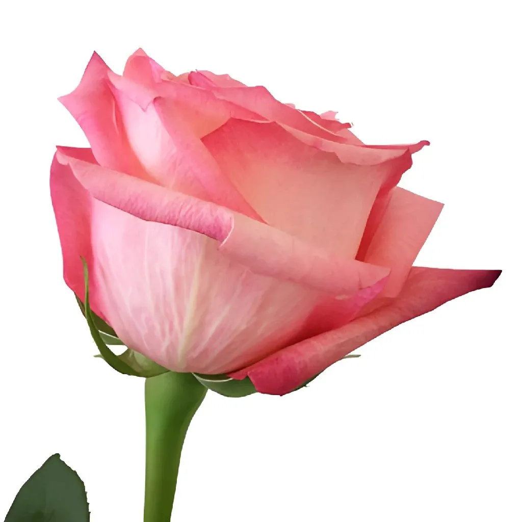 Pinkaboo Pink Rose