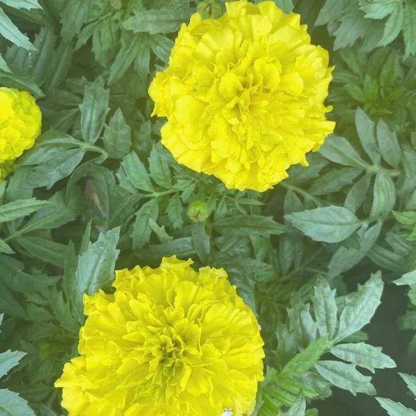 Yellow Marigold