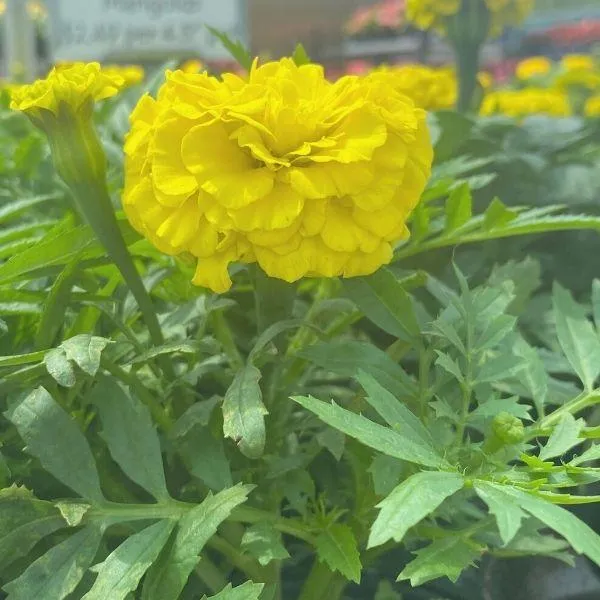 Yellow Marigold