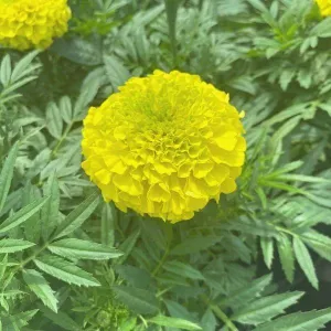Yellow Marigold