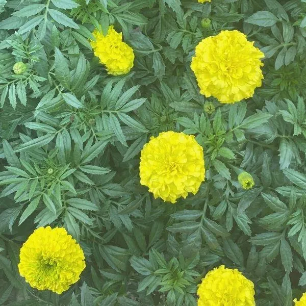 Yellow Marigold